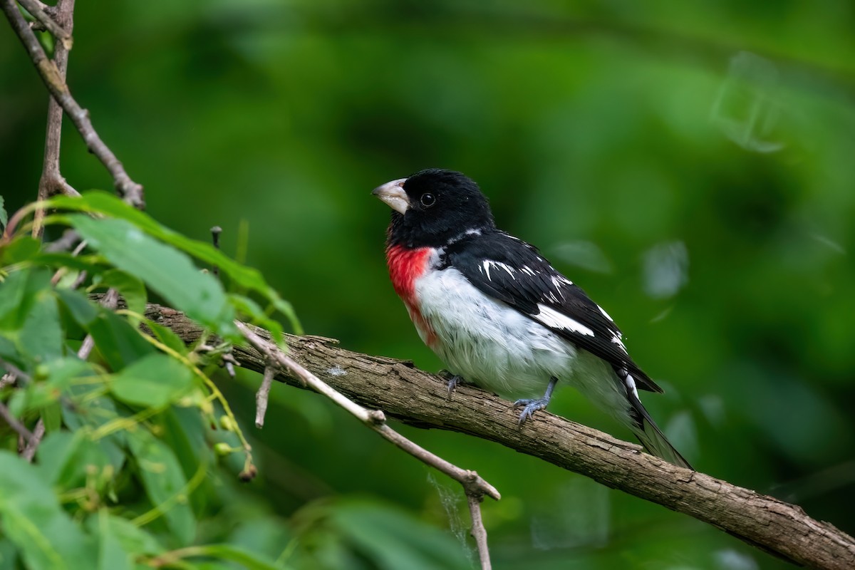 Rose-breasted Grosbeak - ML619950864