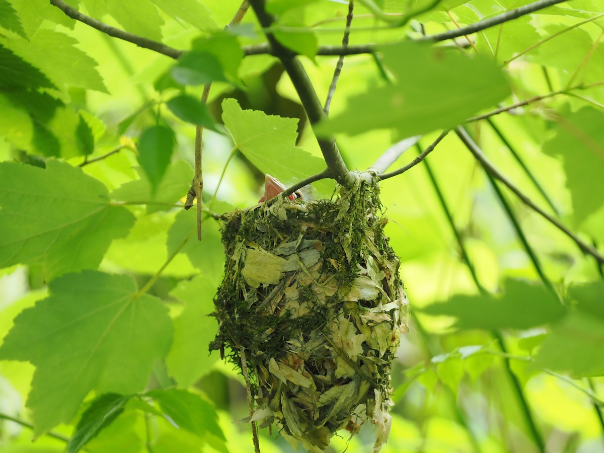 Vireo Ojiblanco - ML619950870