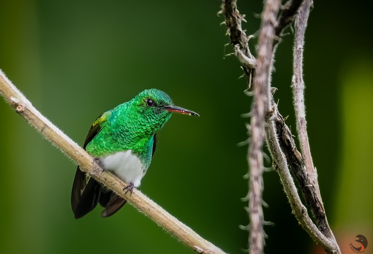 Snowy-bellied Hummingbird - ML619950871