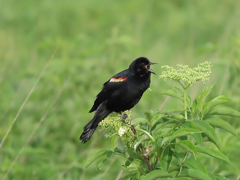 Red-winged Blackbird - ML619950884