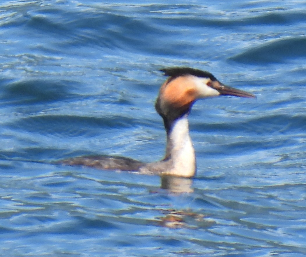 Great Crested Grebe - ML619950889