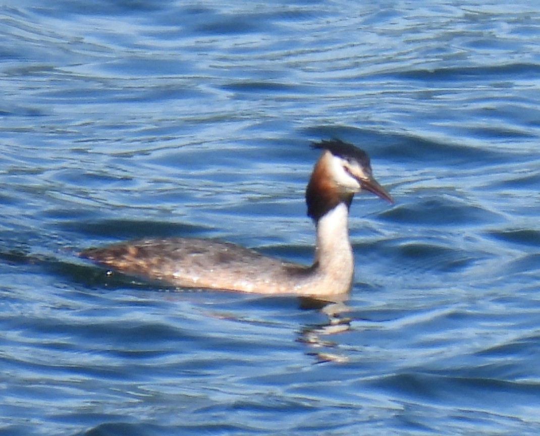 Great Crested Grebe - ML619950890