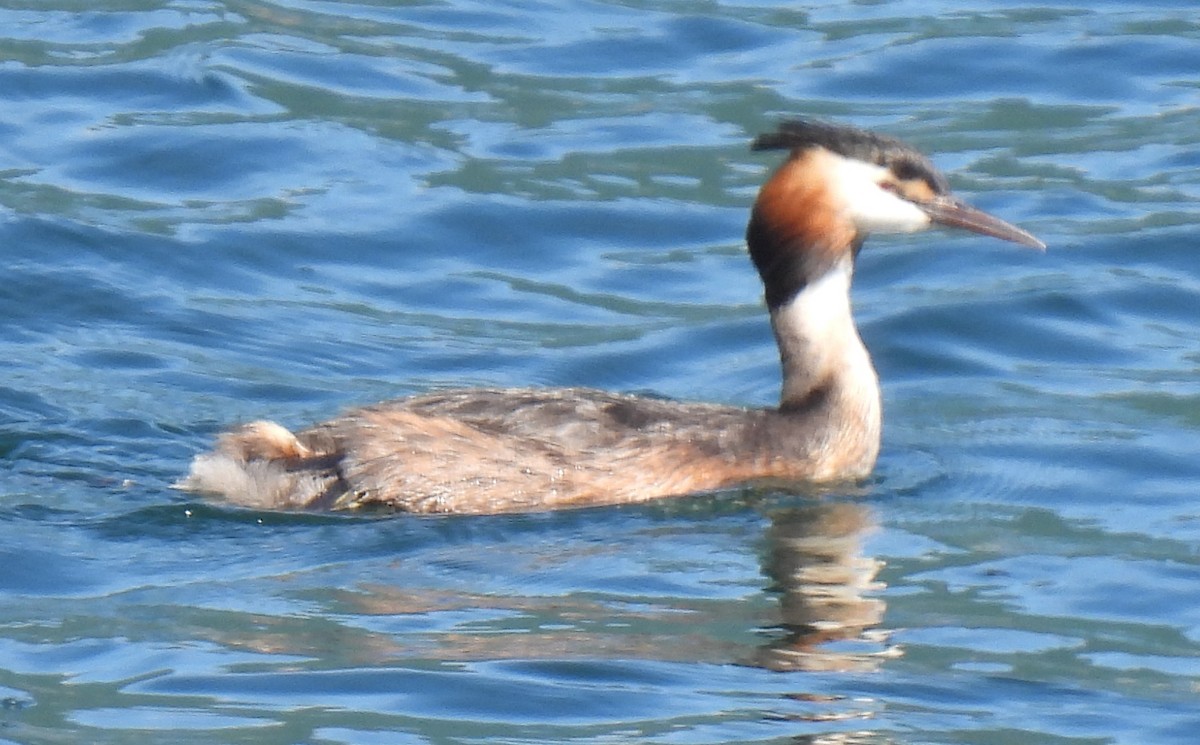 Great Crested Grebe - ML619950891