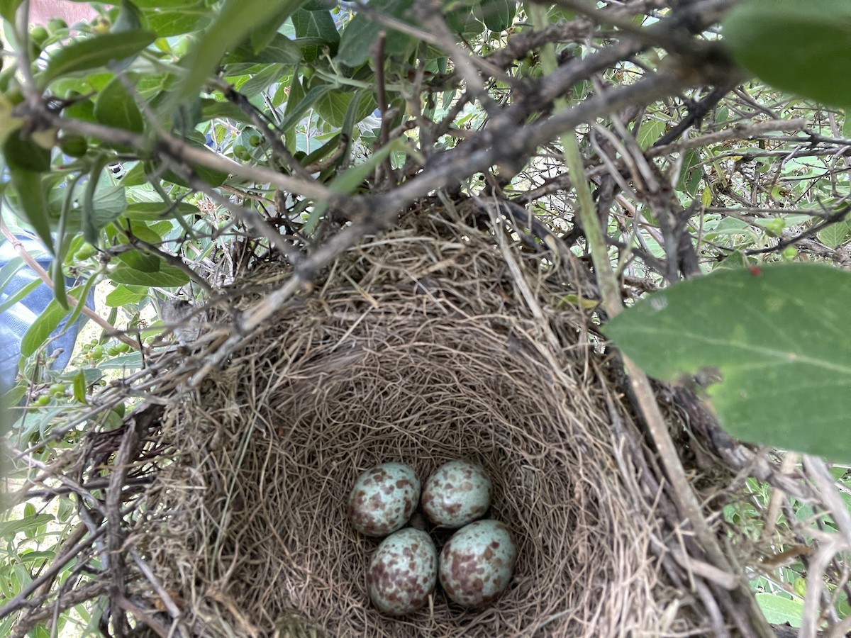 Northern Mockingbird - ML619950945