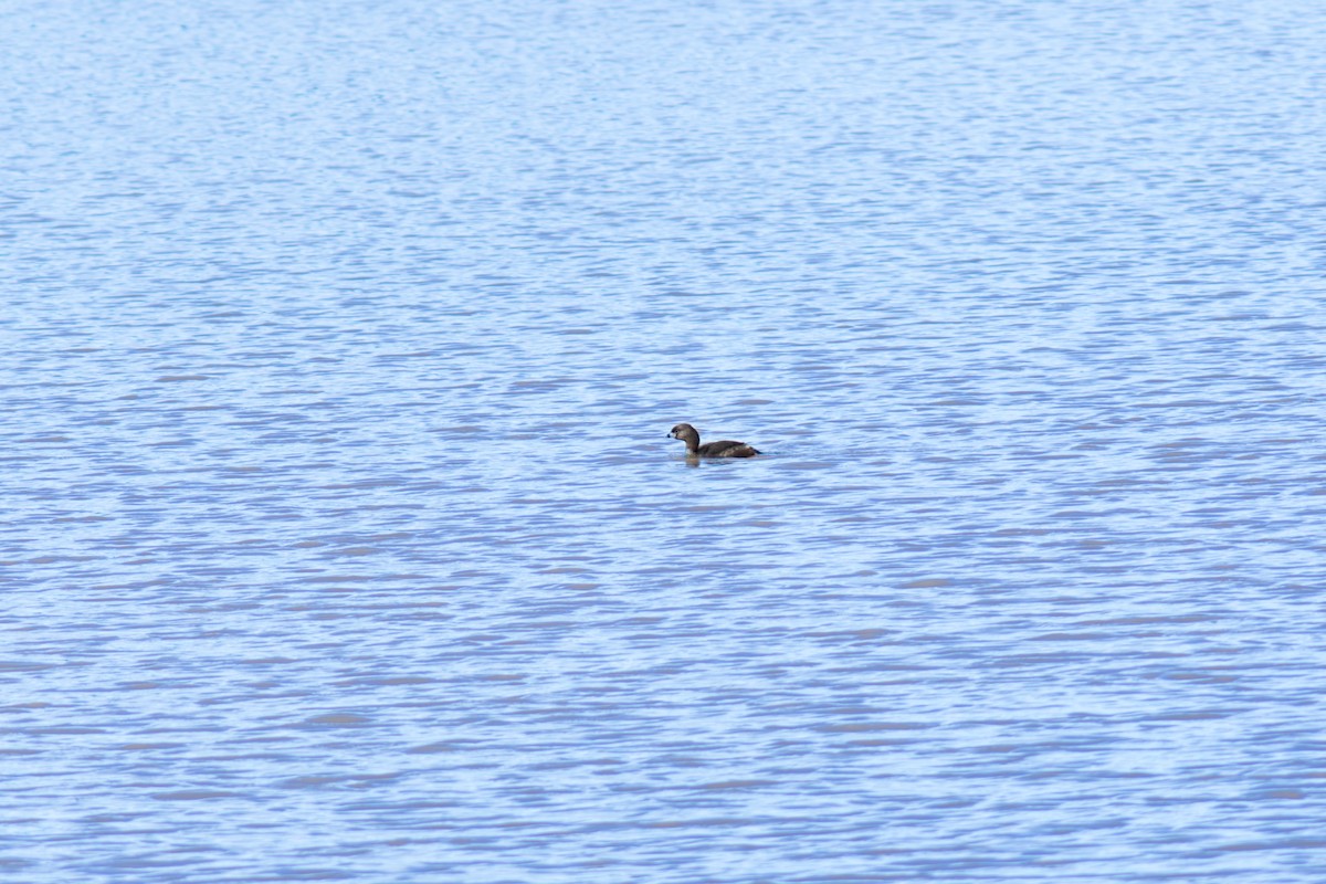 Pied-billed Grebe - ML619950946