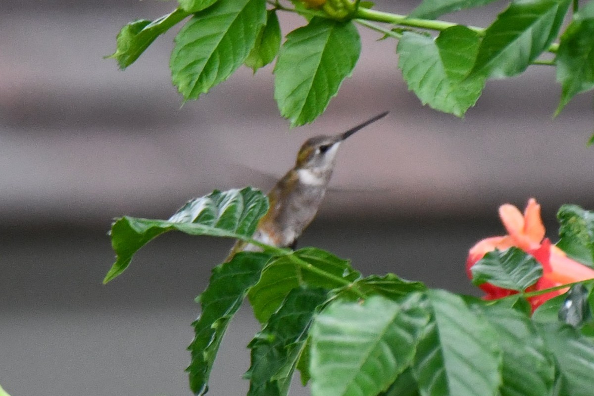 Black-chinned Hummingbird - ML619950961