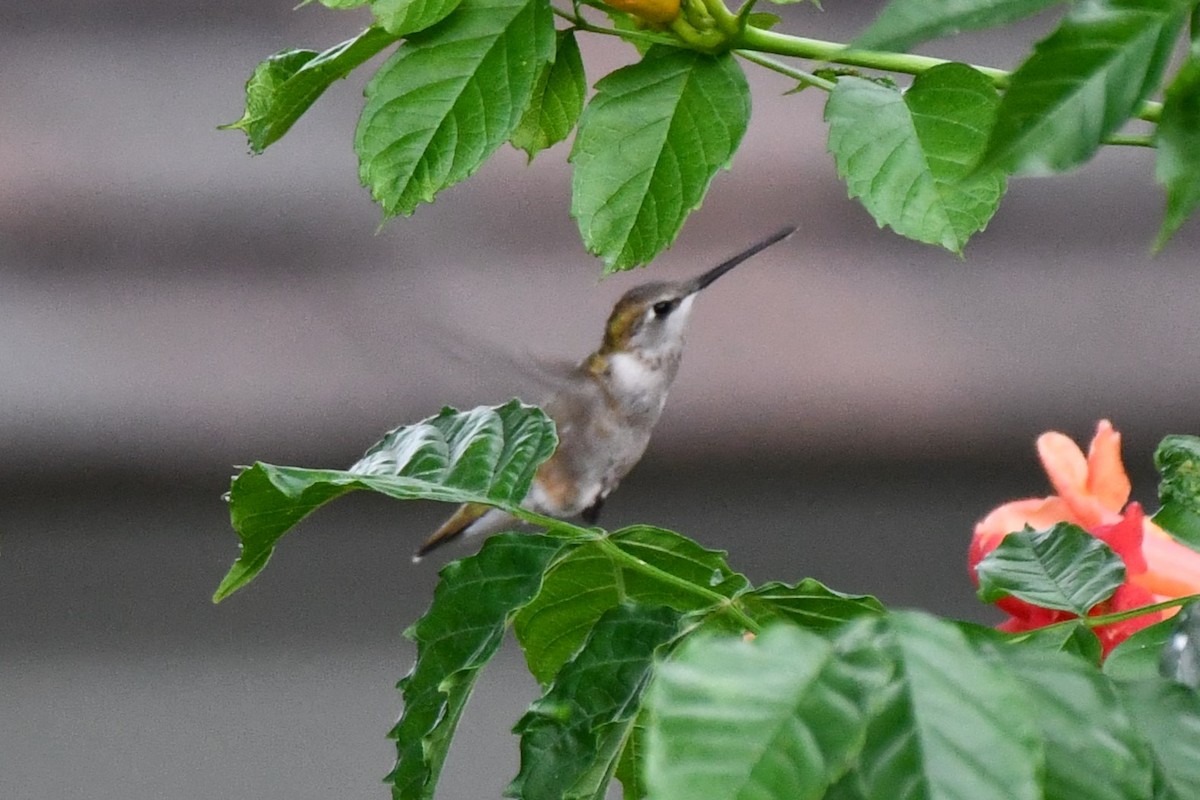 Black-chinned Hummingbird - ML619950962