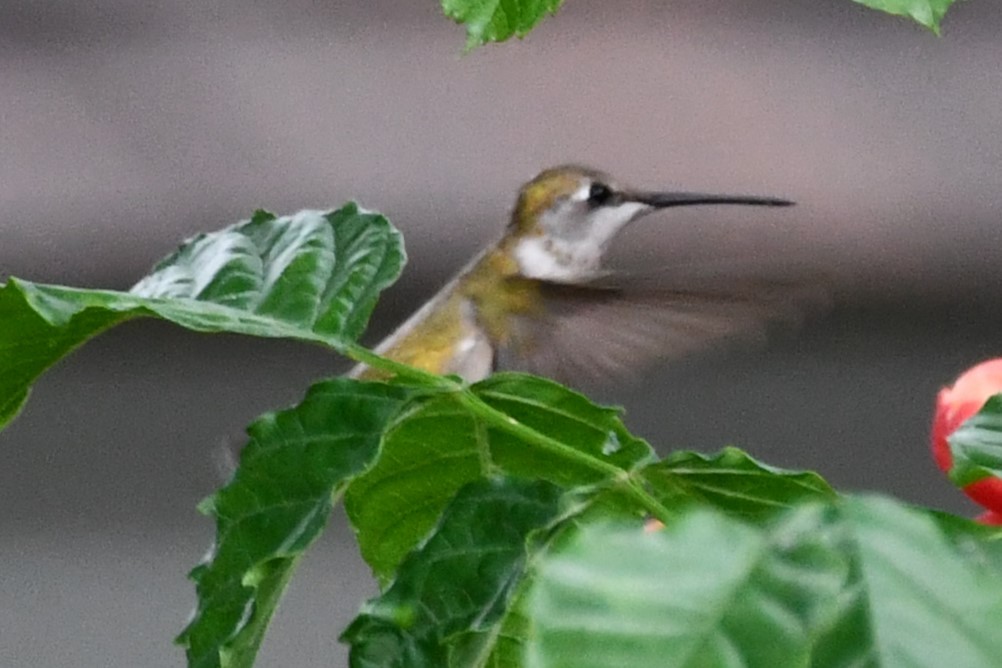 Black-chinned Hummingbird - ML619950963