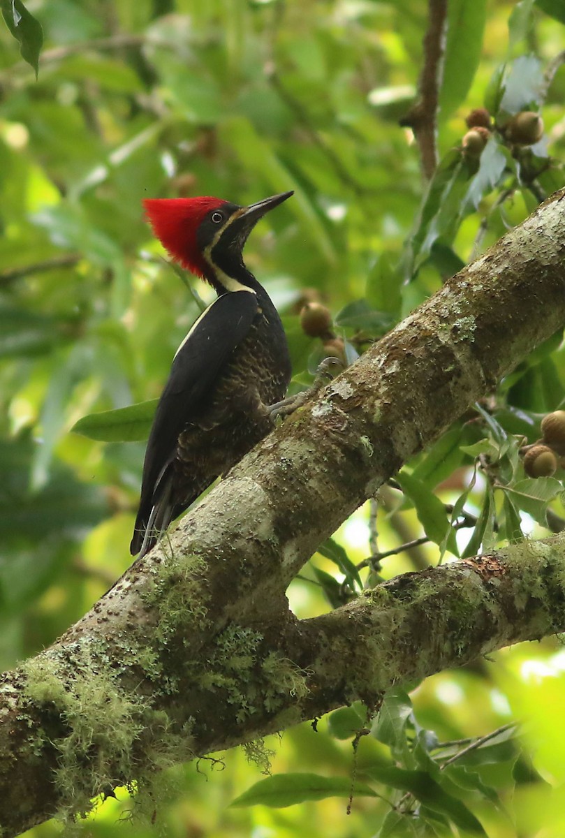 Lineated Woodpecker - ML619950989