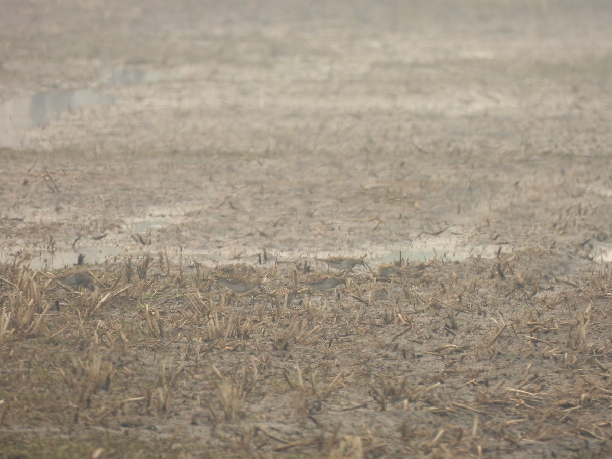 Pectoral Sandpiper - ML619950997