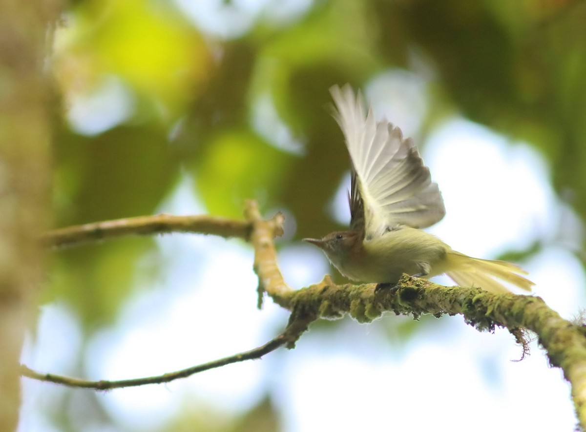 Rufous-naped Greenlet - ML619951000