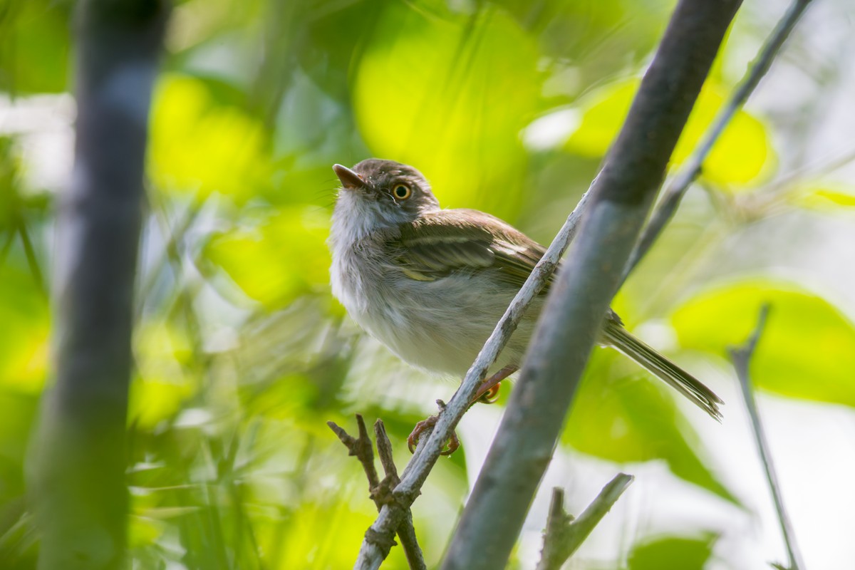 Pearly-vented Tody-Tyrant - ML619951001
