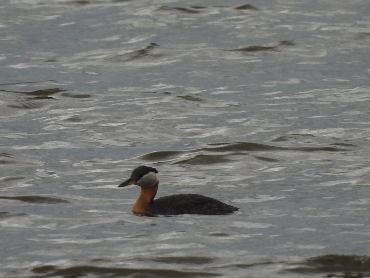 Red-necked Grebe - ML619951006