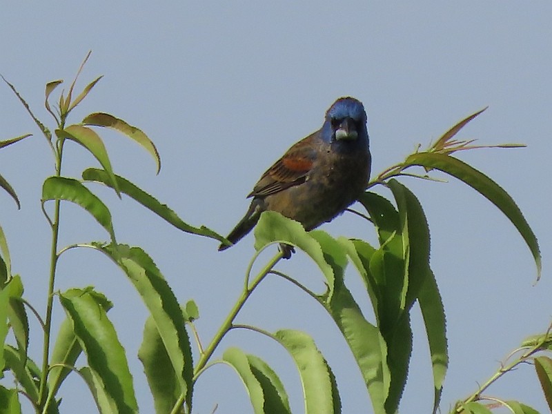 גבתאי כחול - ML619951010