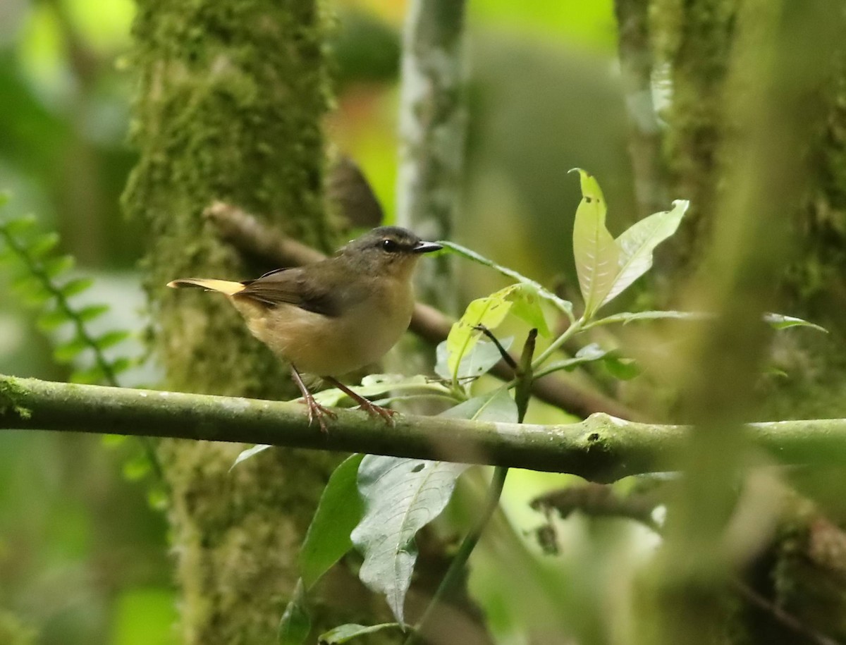 Buff-rumped Warbler - ML619951012