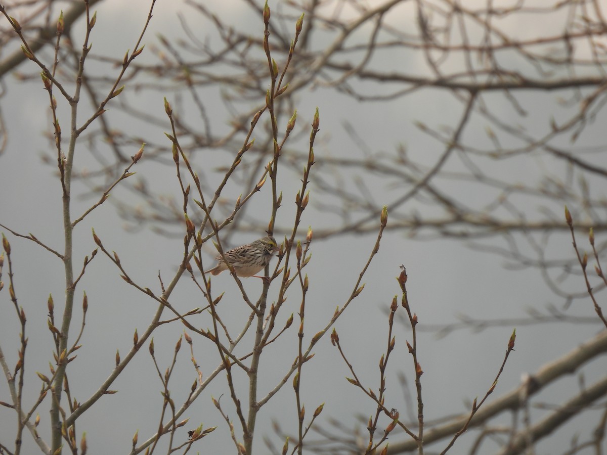 Savannah Sparrow - ML619951013