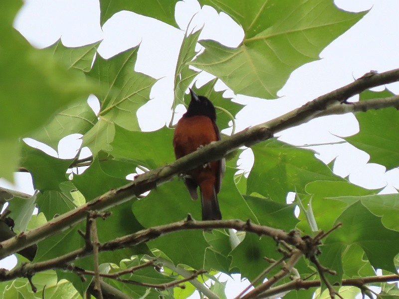Orchard Oriole - ML619951029