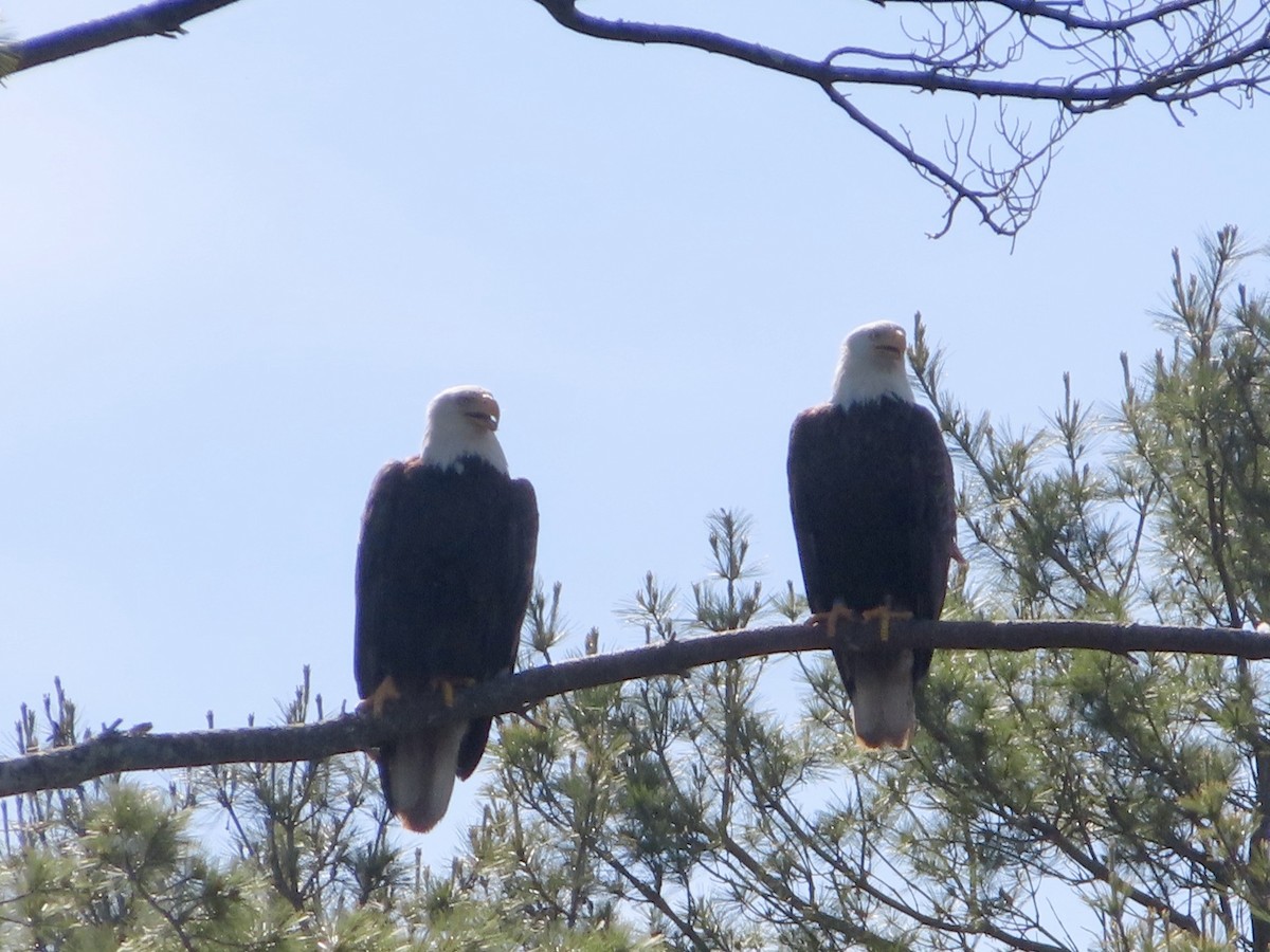 Bald Eagle - ML619951037