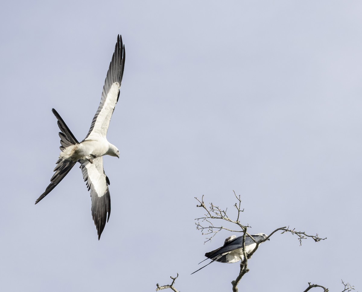 Swallow-tailed Kite - ML619951039