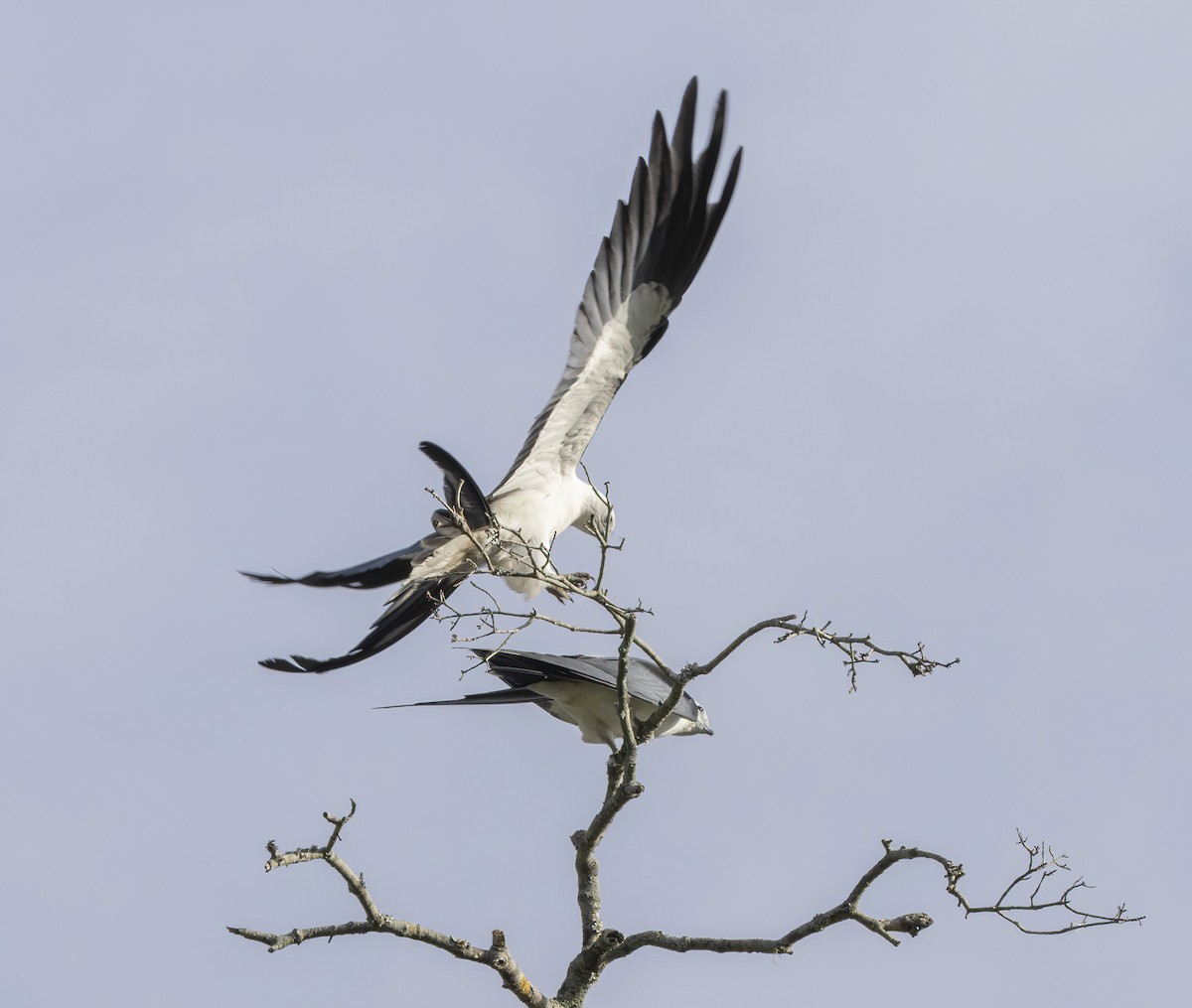 Swallow-tailed Kite - ML619951064