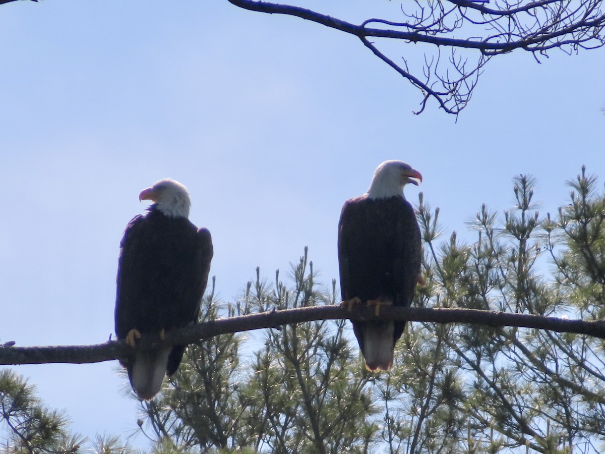 Bald Eagle - ML619951065