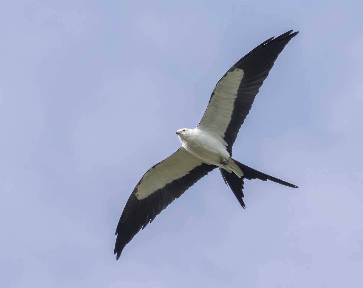 Swallow-tailed Kite - ML619951074