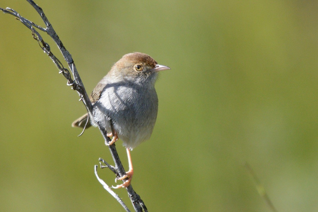 Piping Cisticola - ML619951075