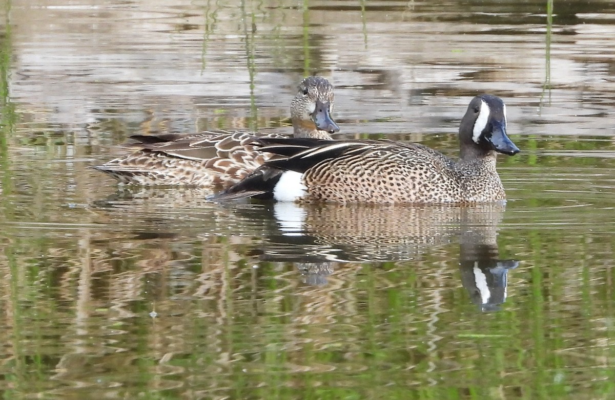Blue-winged Teal - ML619951084