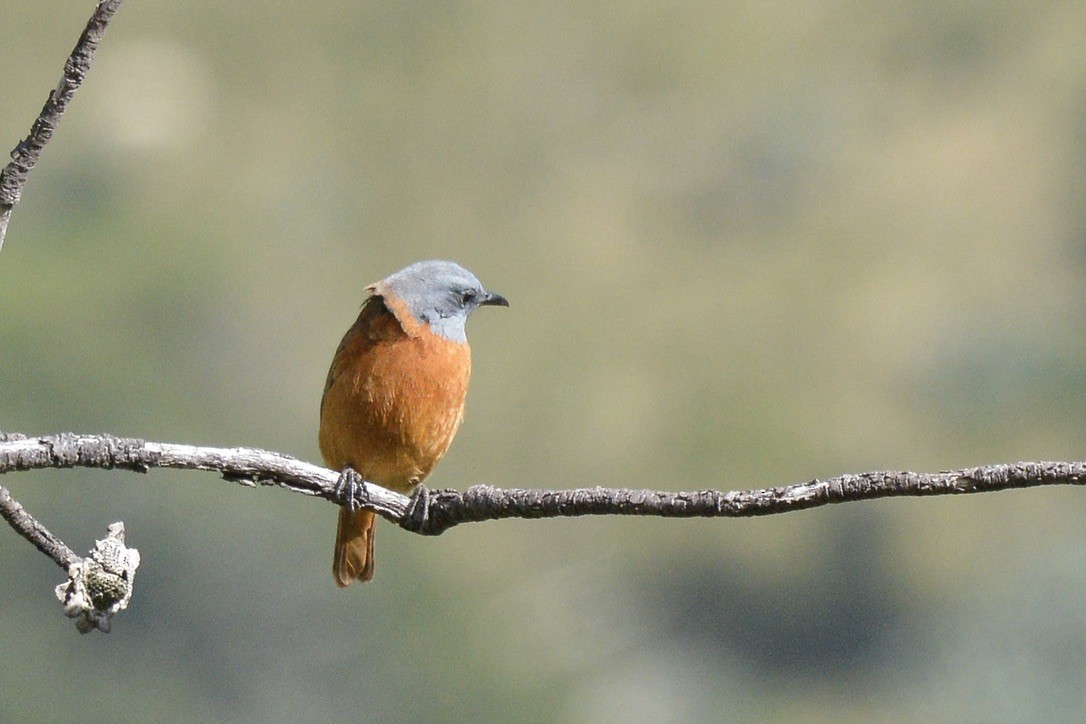 Cape Rock-Thrush - ML619951088