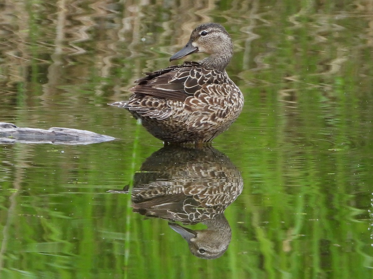 Blue-winged Teal - ML619951096