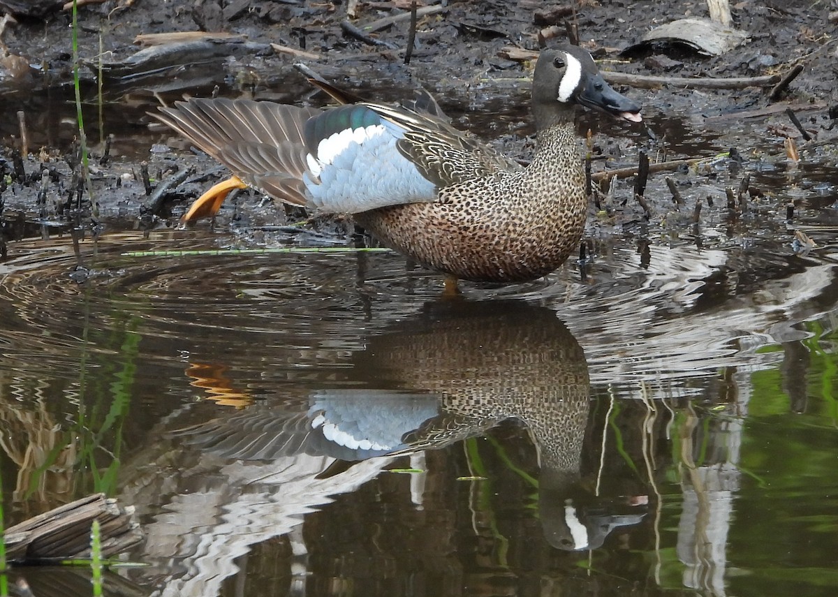 Blue-winged Teal - ML619951111