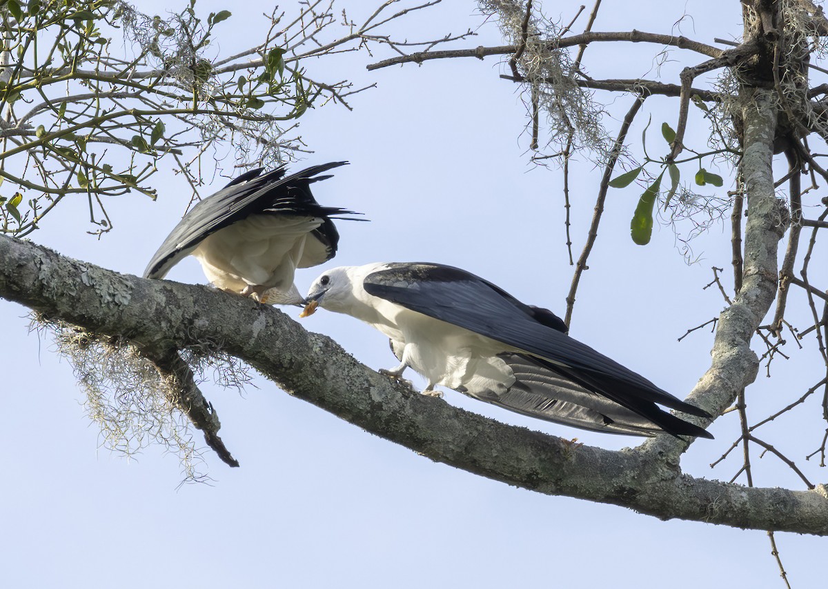 Swallow-tailed Kite - ML619951115