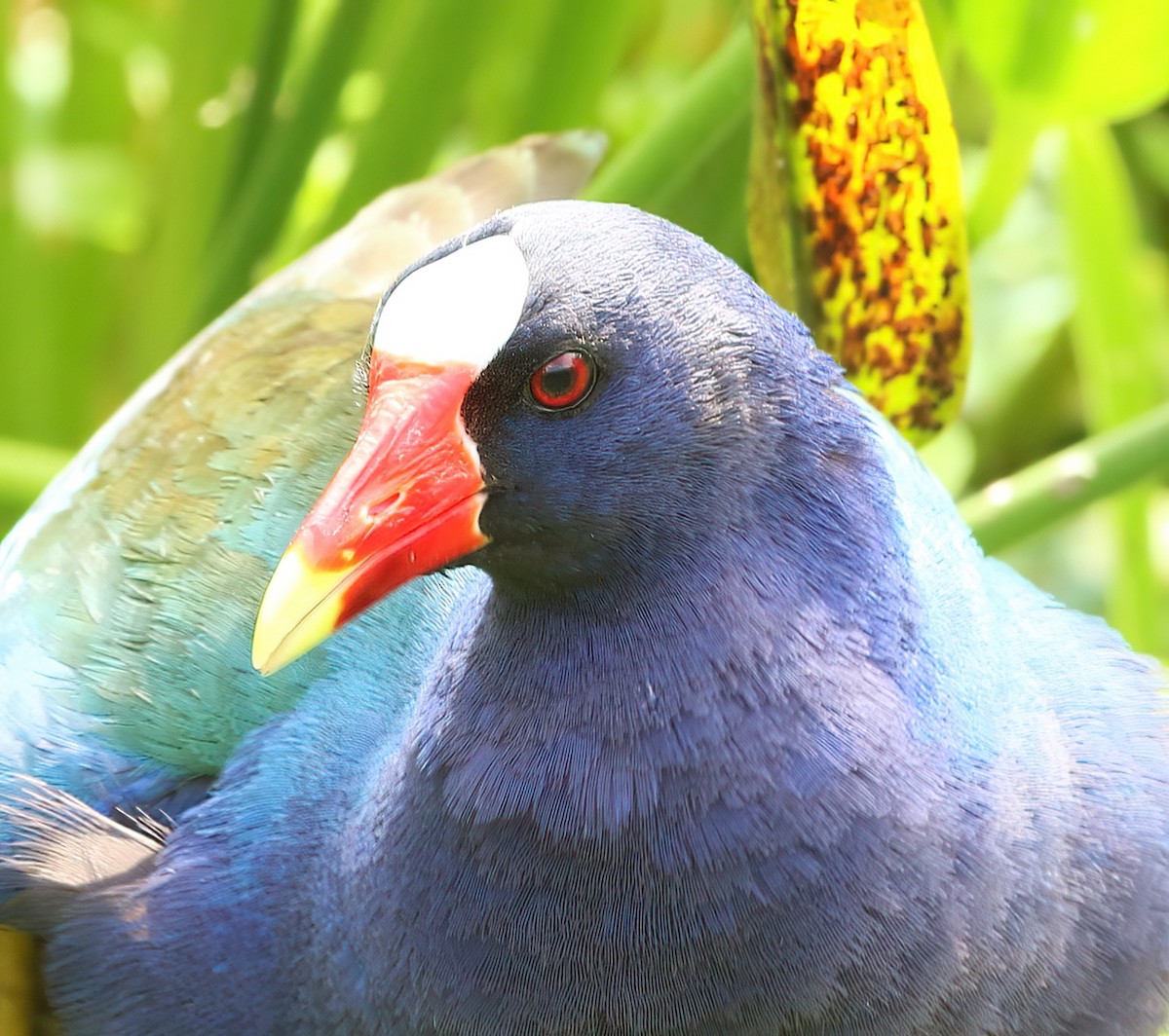 Purple Gallinule - ML619951125