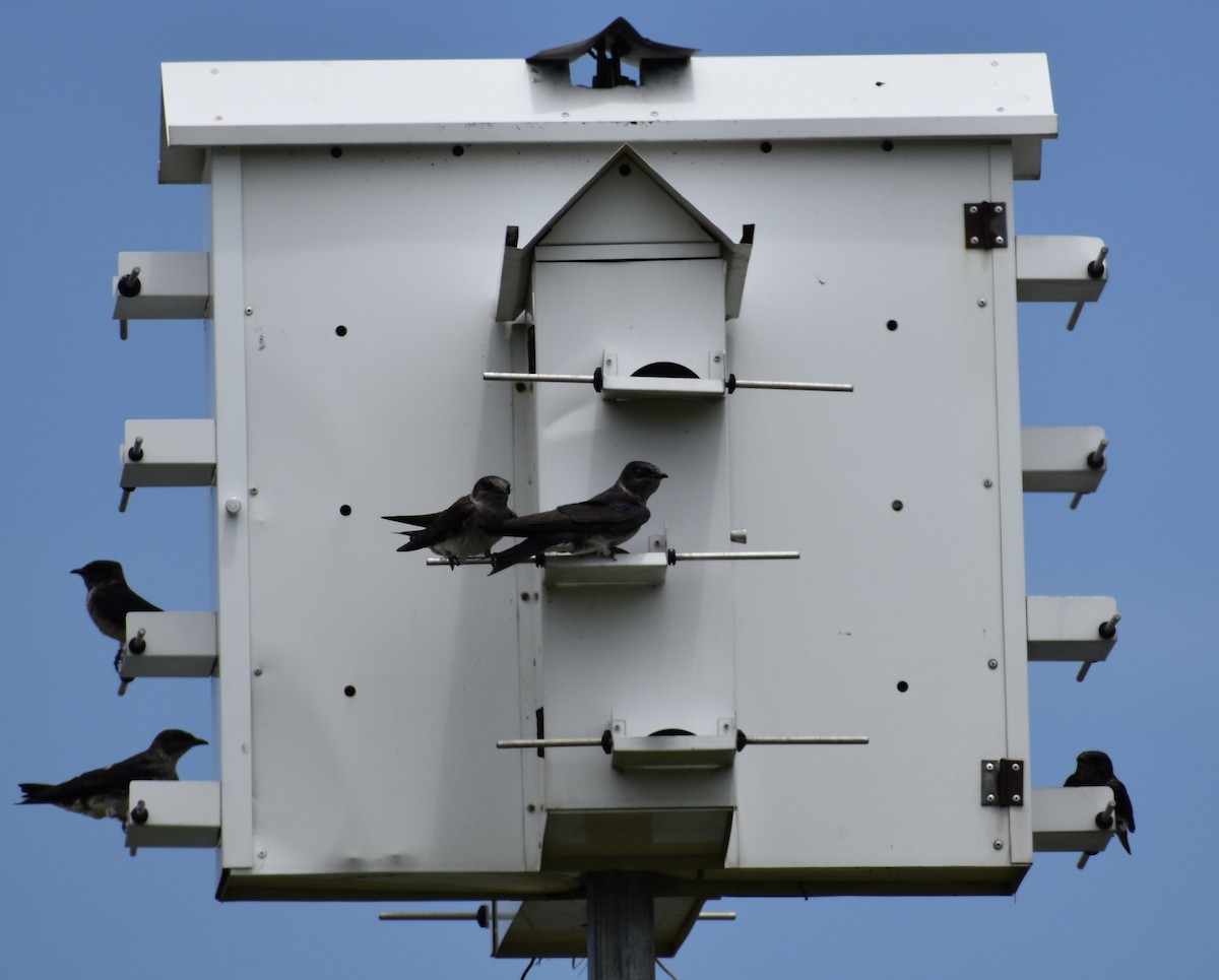 Purple Martin - ML619951127