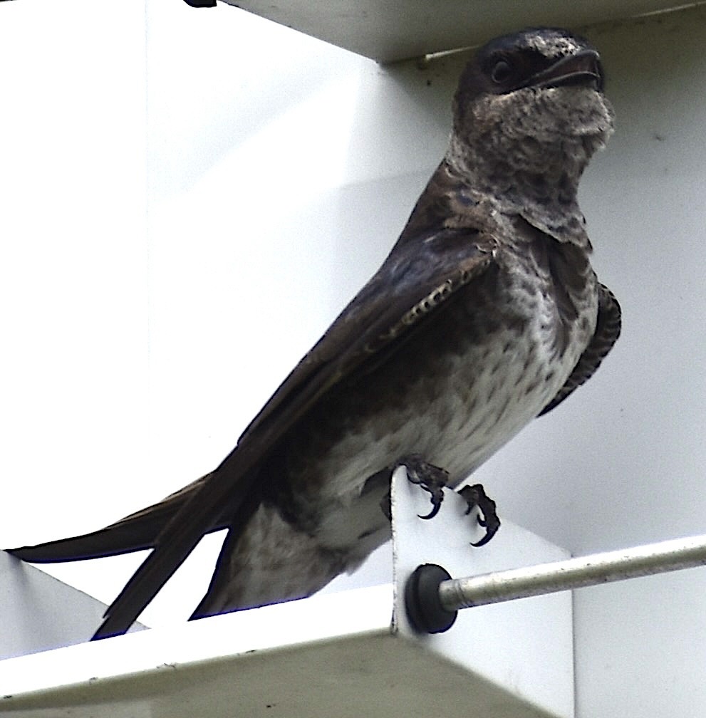 Purple Martin - ML619951139