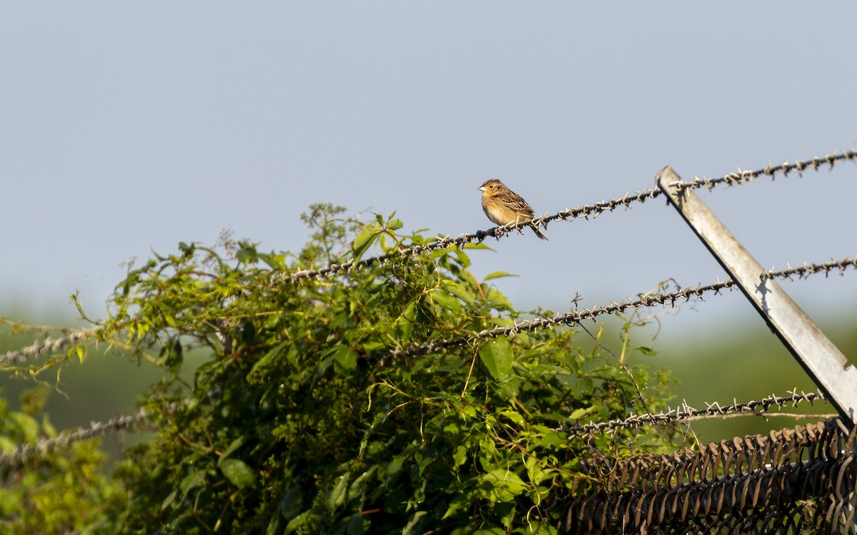 Grasshopper Sparrow - ML619951140