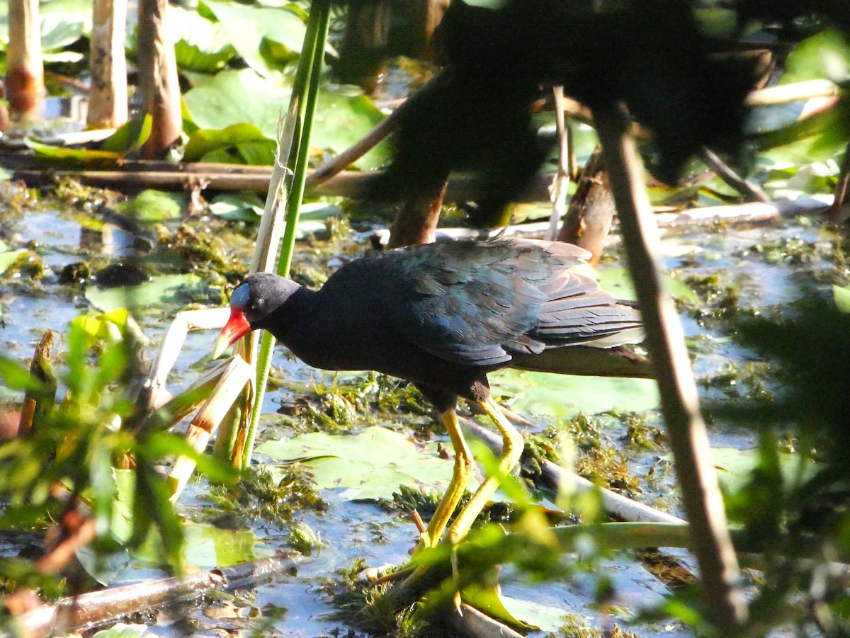 Purple Gallinule - ML619951158