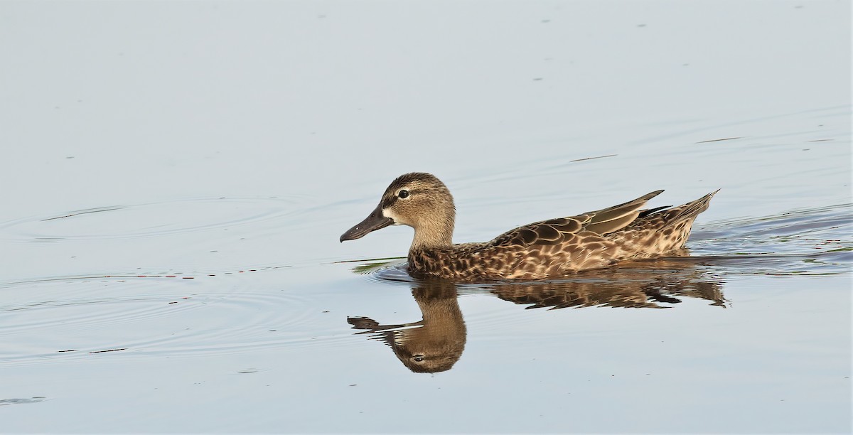 Blue-winged Teal - ML619951160