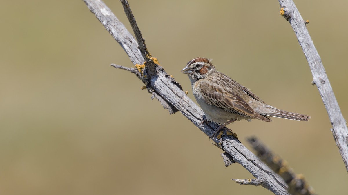 Lark Sparrow - ML619951173