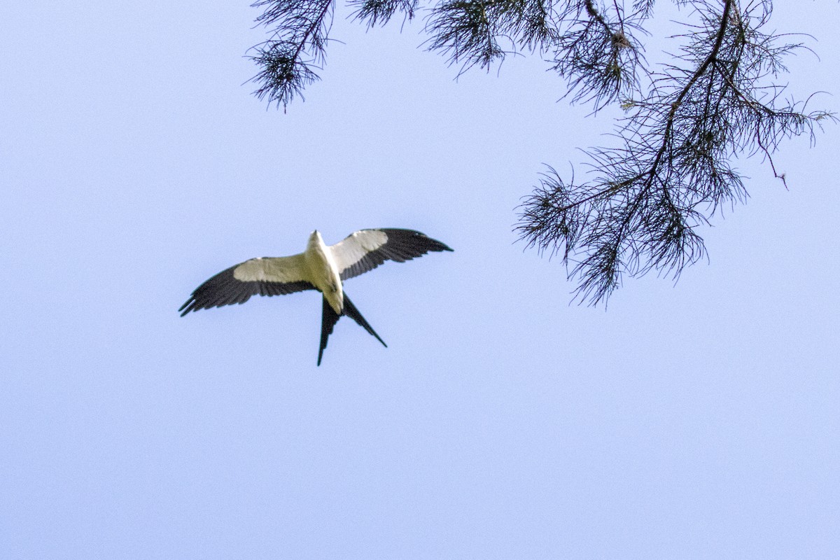 Swallow-tailed Kite - ML619951174