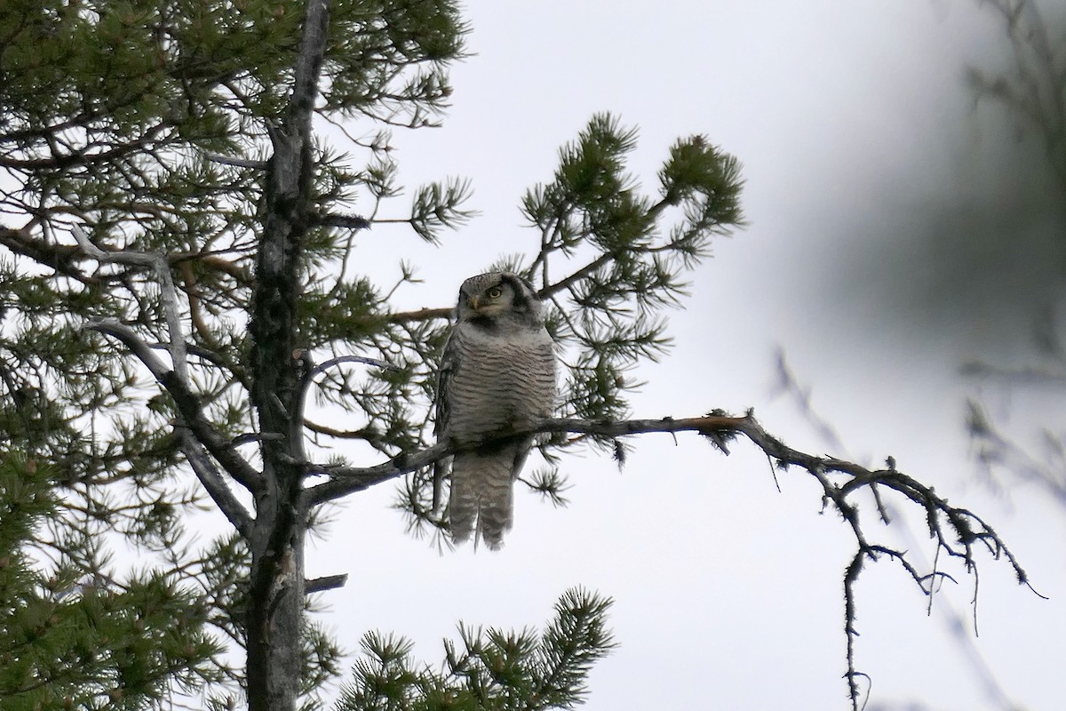Northern Hawk Owl - ML619951182