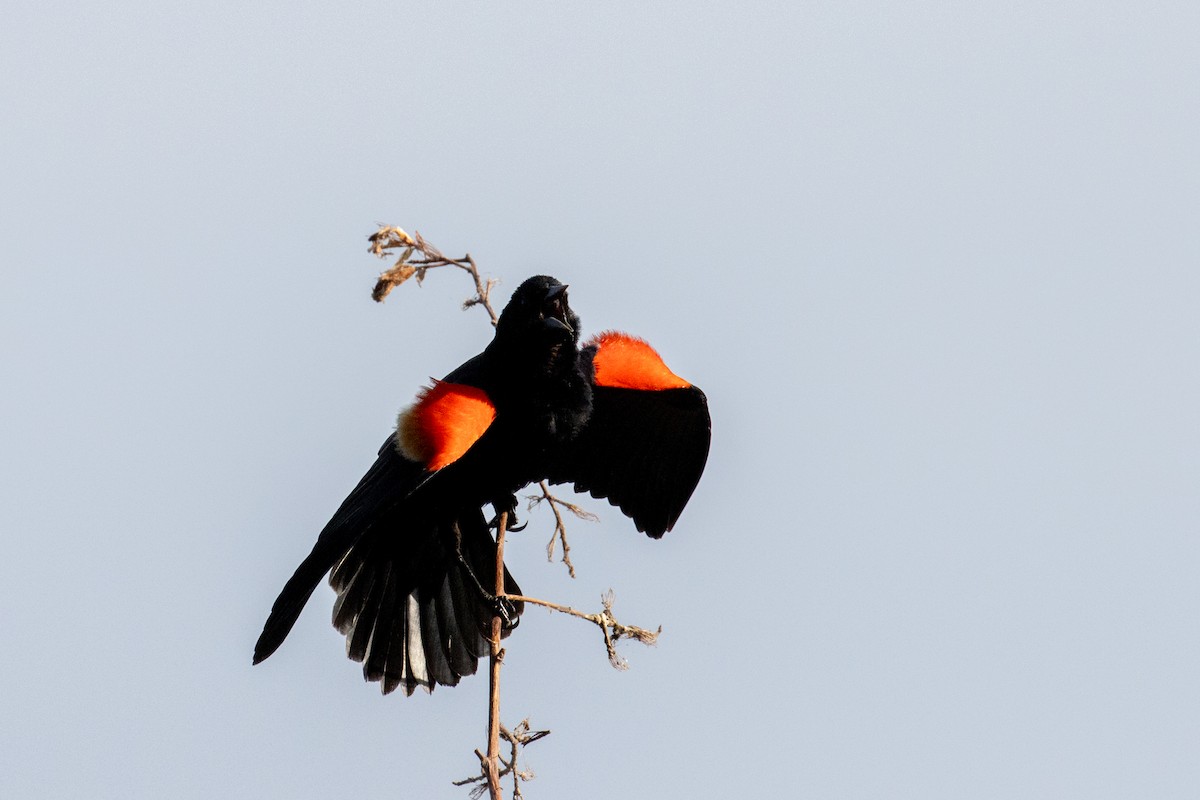 Red-winged Blackbird - ML619951186