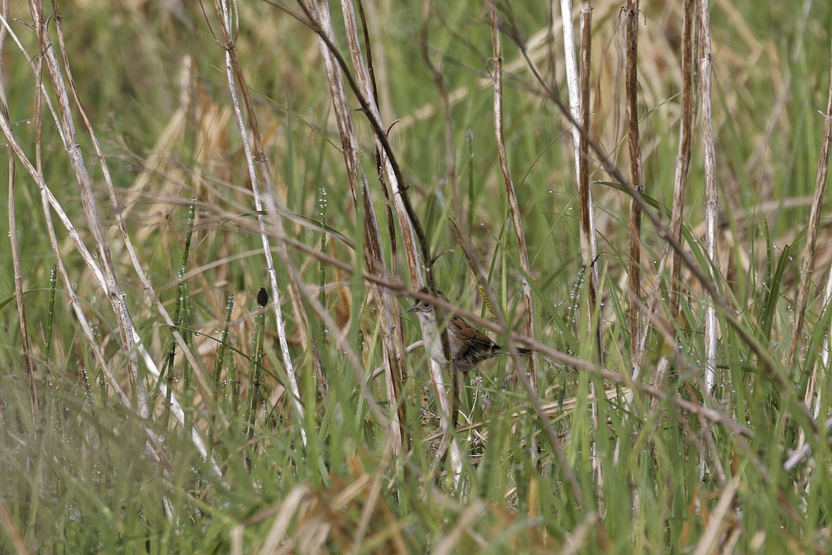 Swamp Sparrow - ML619951190