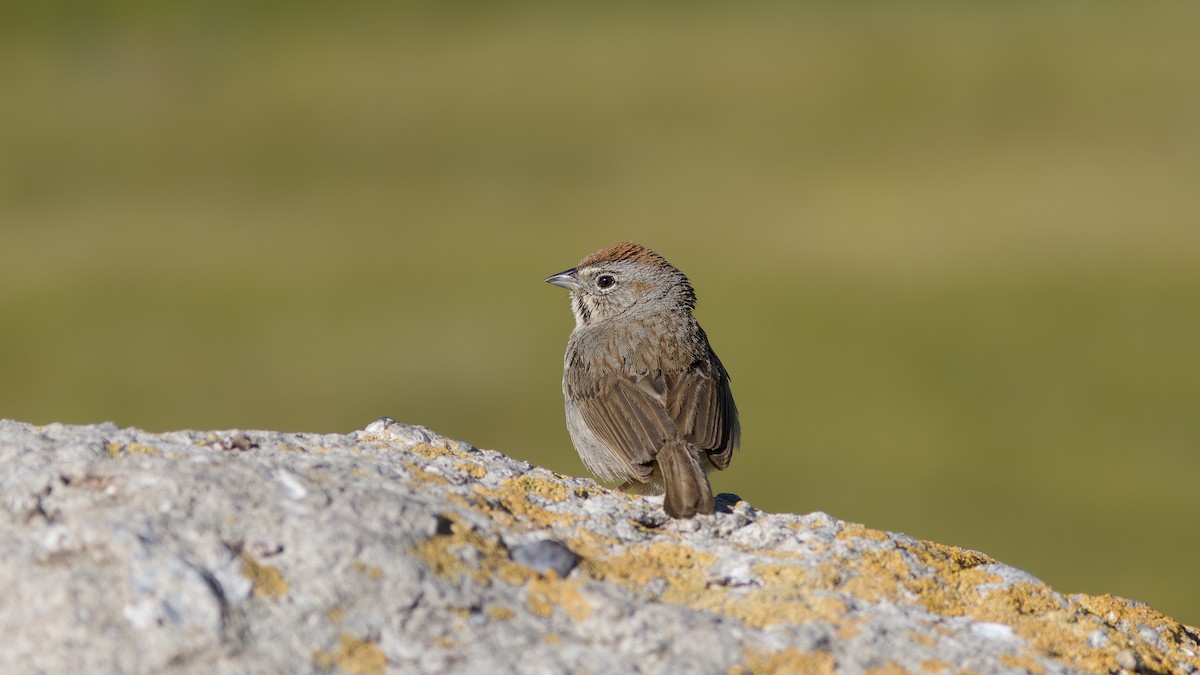 Rufous-crowned Sparrow - ML619951192
