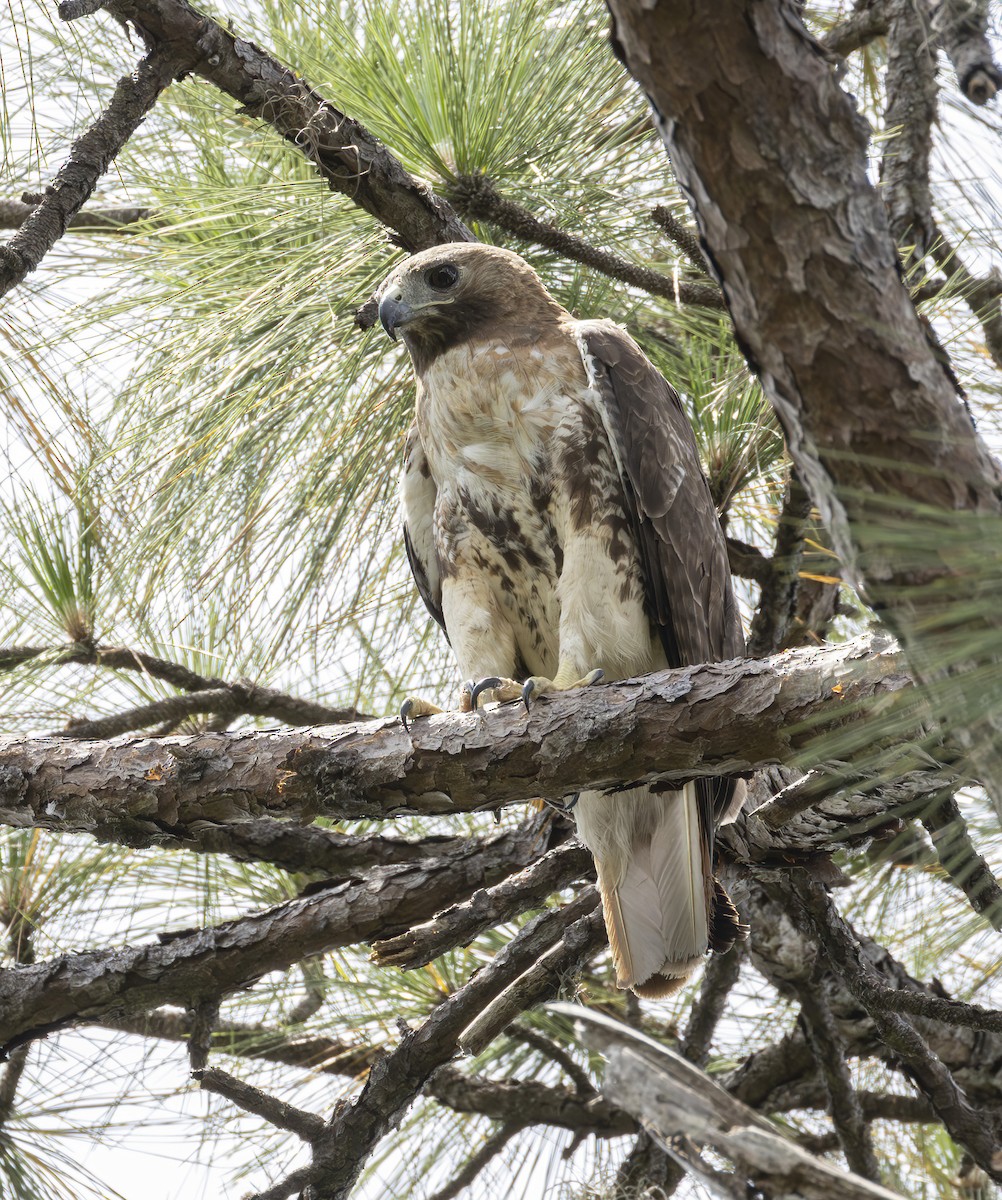 Red-tailed Hawk - ML619951199