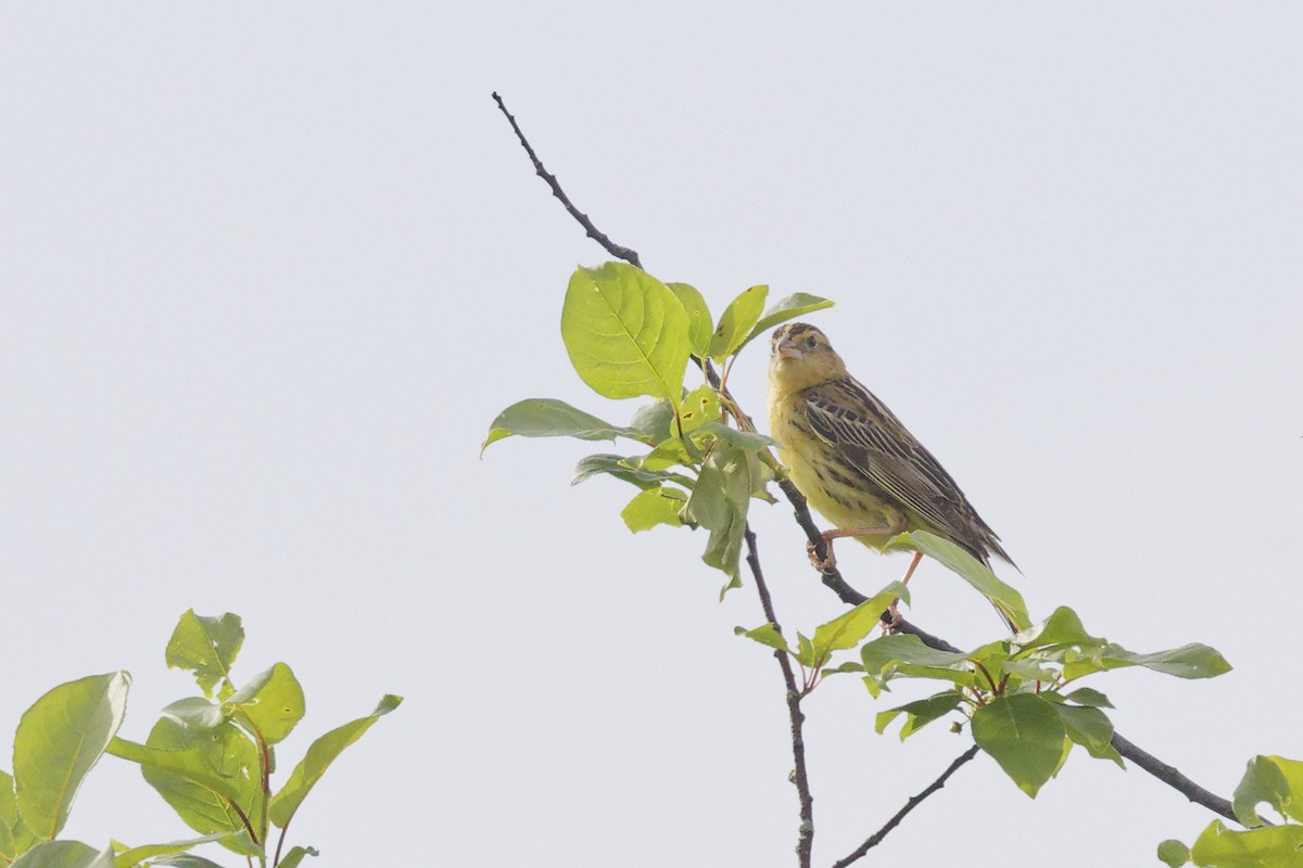 Bobolink - ML619951200