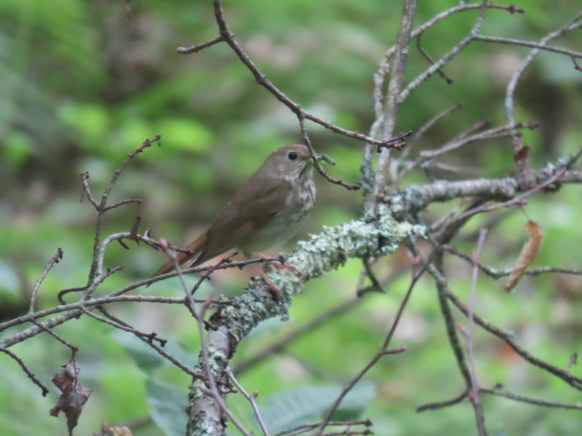 Hermit Thrush - ML619951205