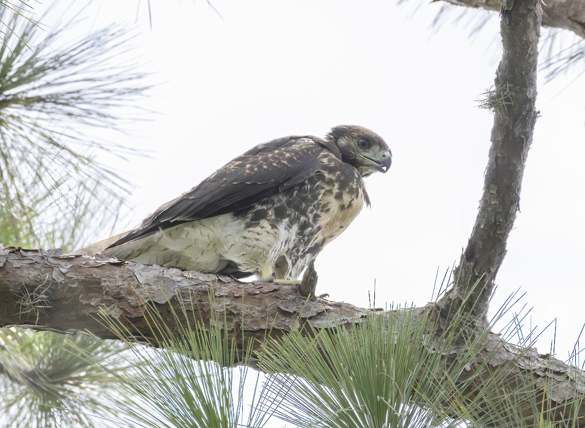Red-tailed Hawk - ML619951207