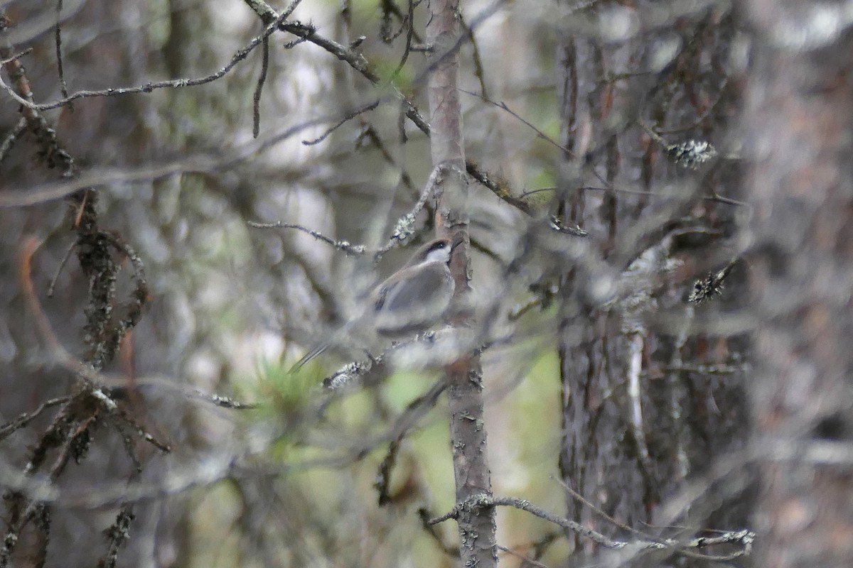 Gray-headed Chickadee - ML619951213