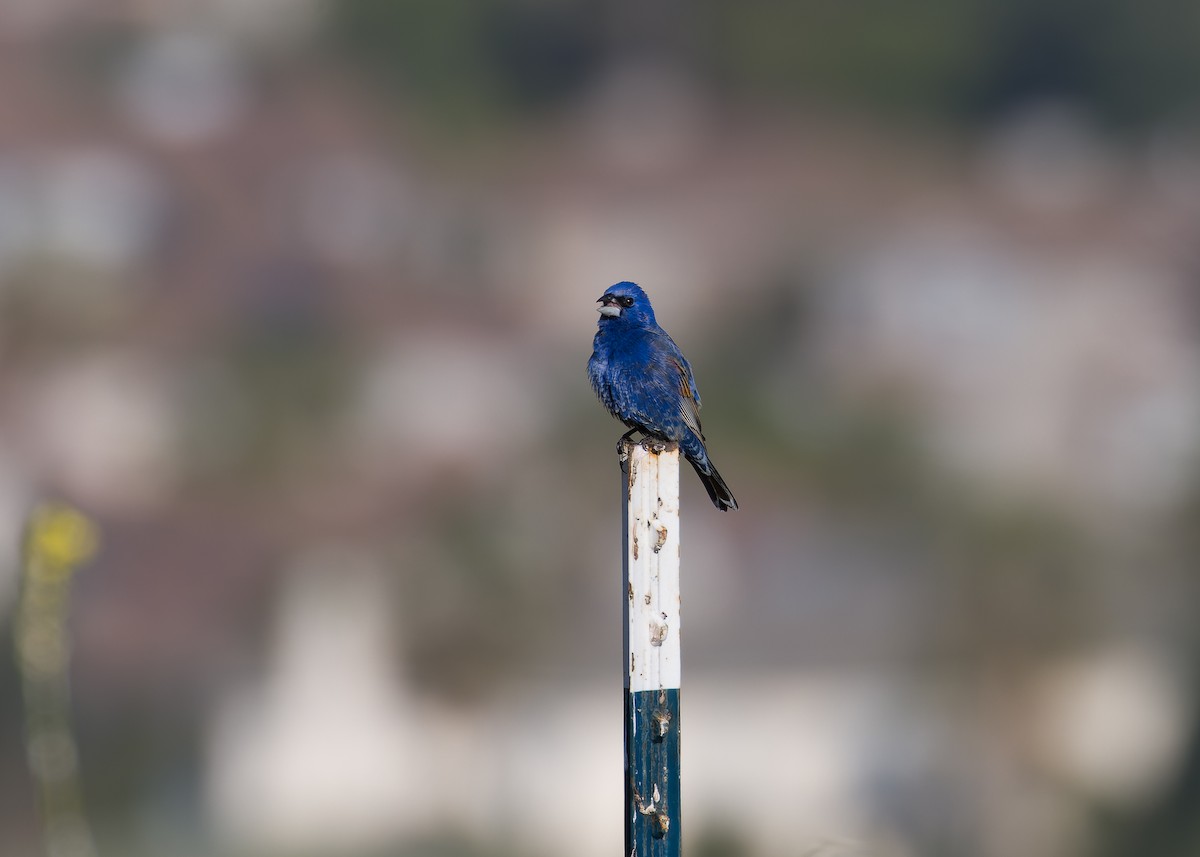 Blue Grosbeak - ML619951214